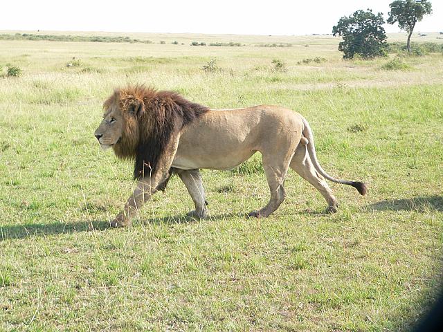 4 Days Lake Nakuru- Masai Mara Safari